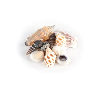 Schelpjes